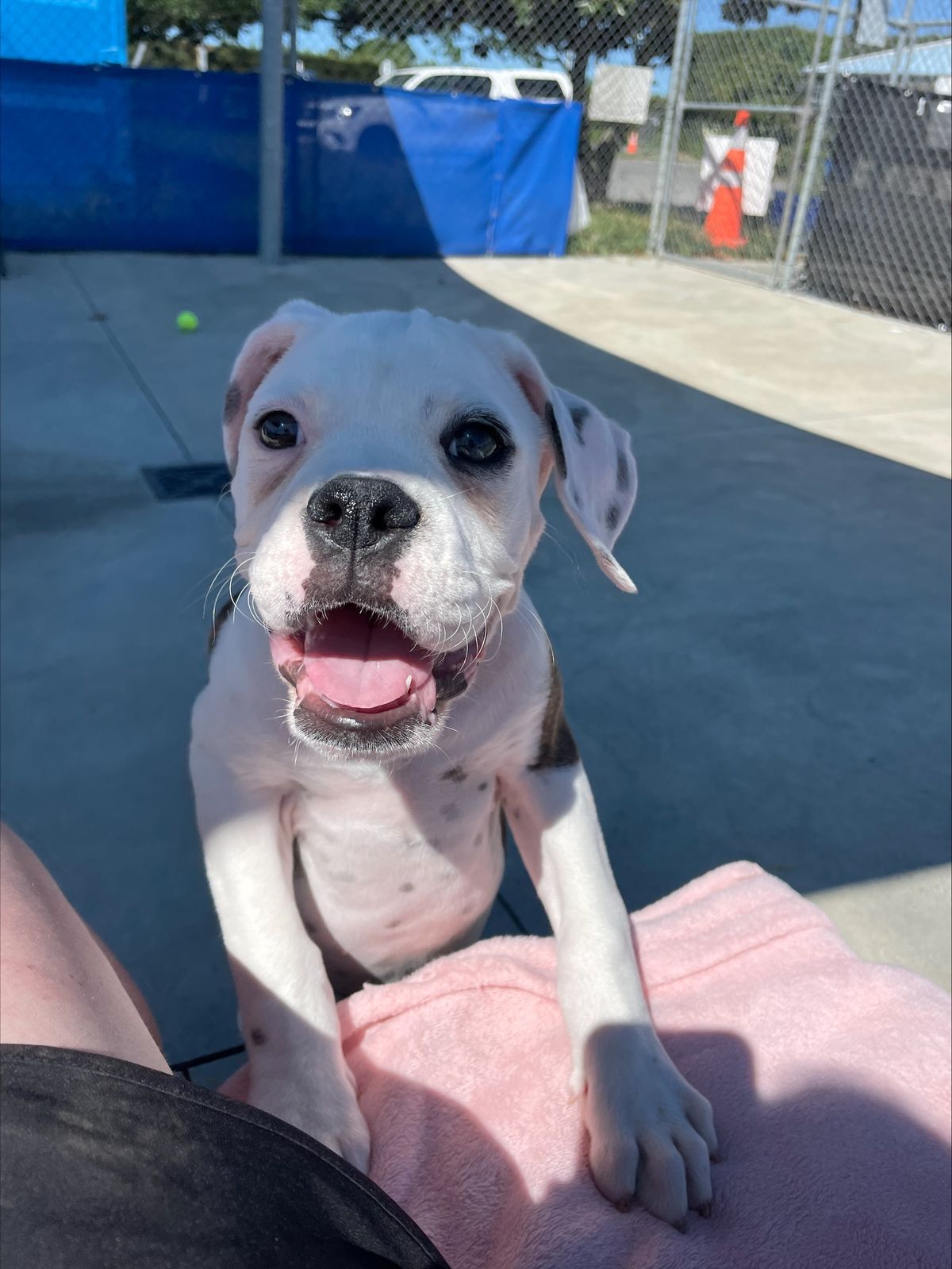 Gallery image: Bruno