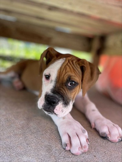 Hayley - Medium Cross Breed