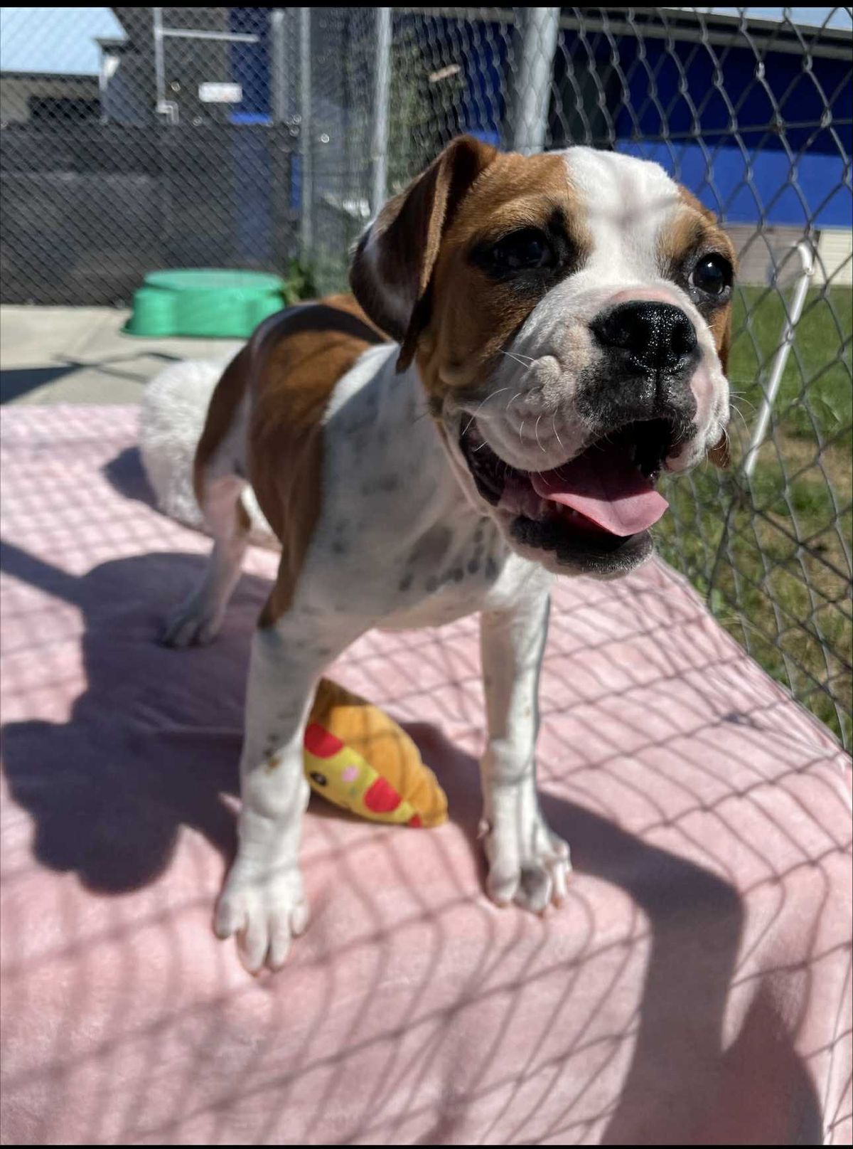 Gallery image: Pumpkin