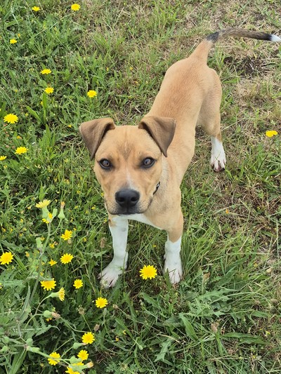 Mana - Medium Terrier Cross