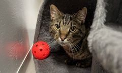 Gallery image: Greer