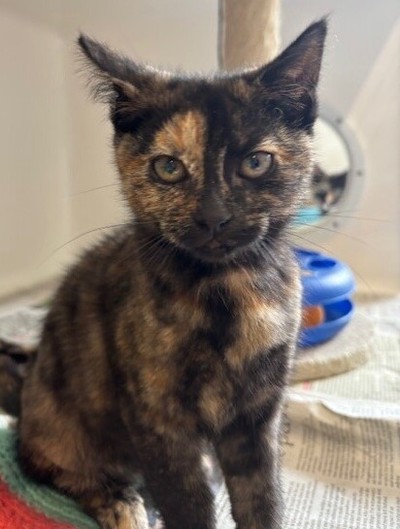 Onyx - Domestic Short Hair