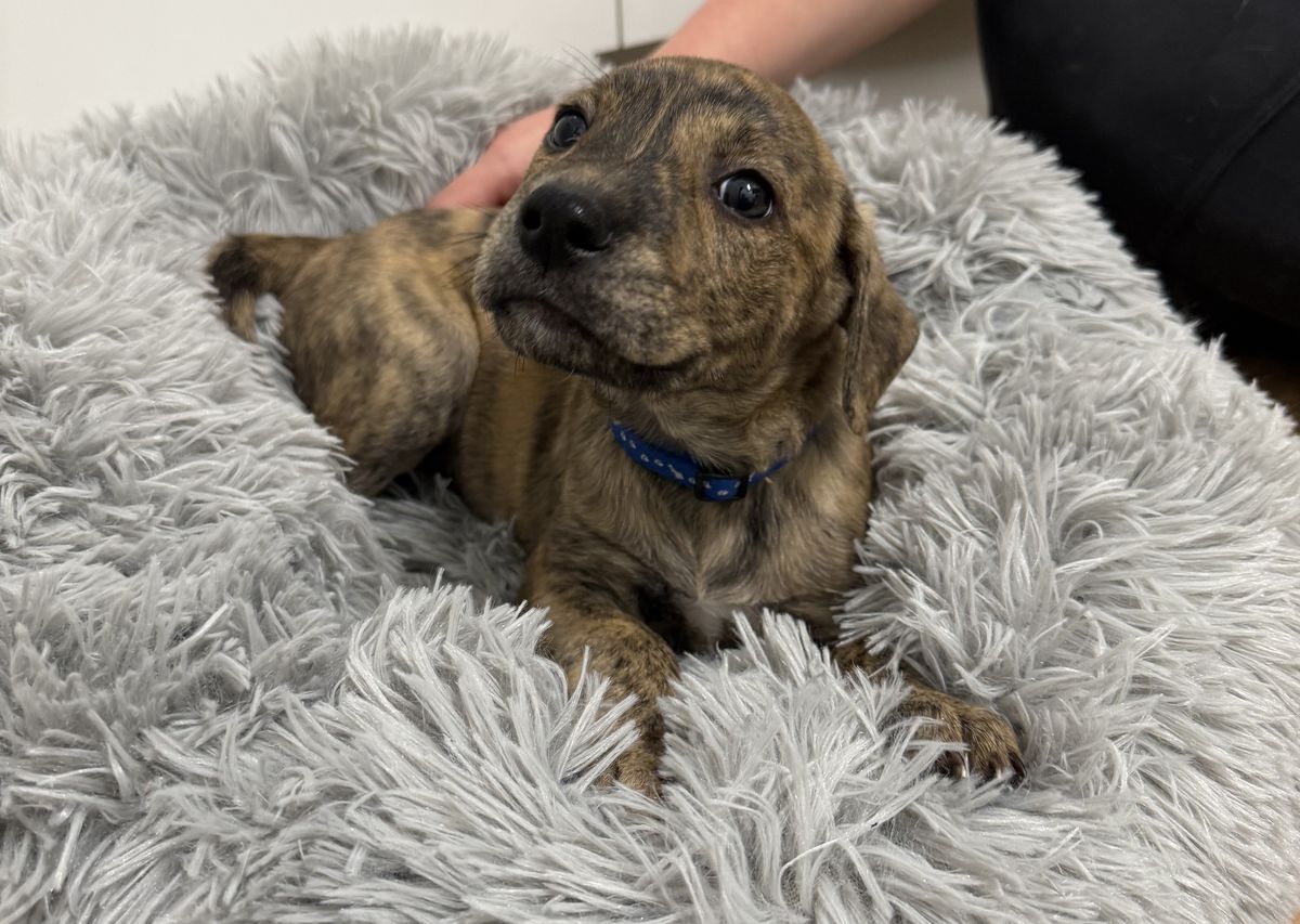 Gallery image: Hudson 