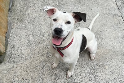 Sassy - Medium Cross Breed