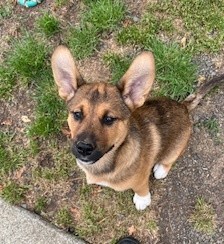Jake - Siberian Husky