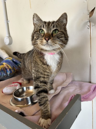 Autumn - Domestic Short Hair