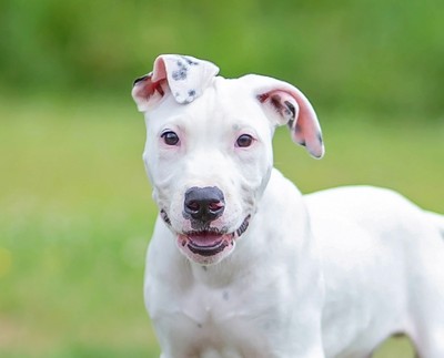 Benji - American Bulldog