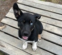 Joey - Siberian Husky