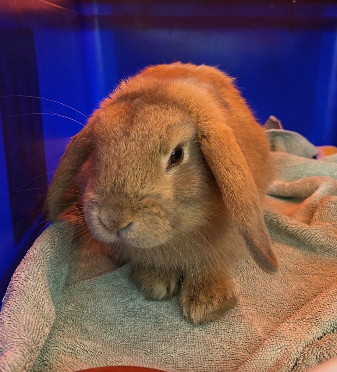 Gallery image: Thunder