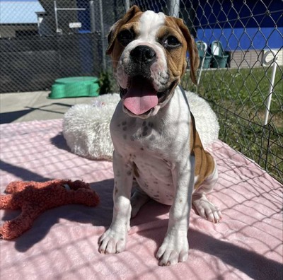 Pumpkin - Medium Cross Breed