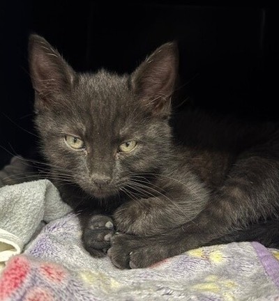 Soju - Domestic Short Hair