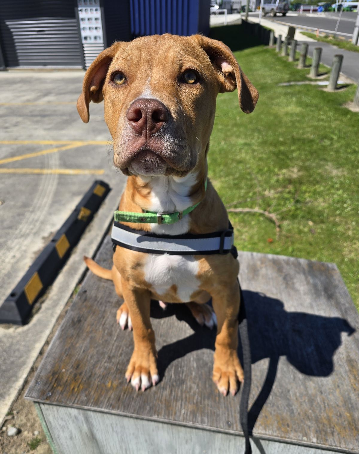 Gallery image: Wilson