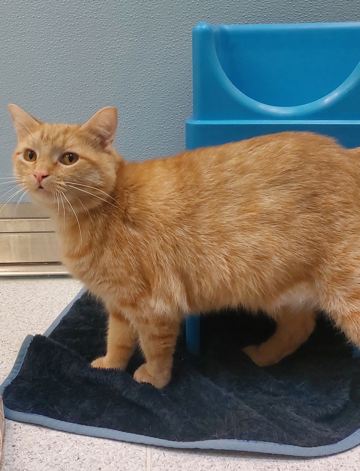 Gallery image: Mr Krabs