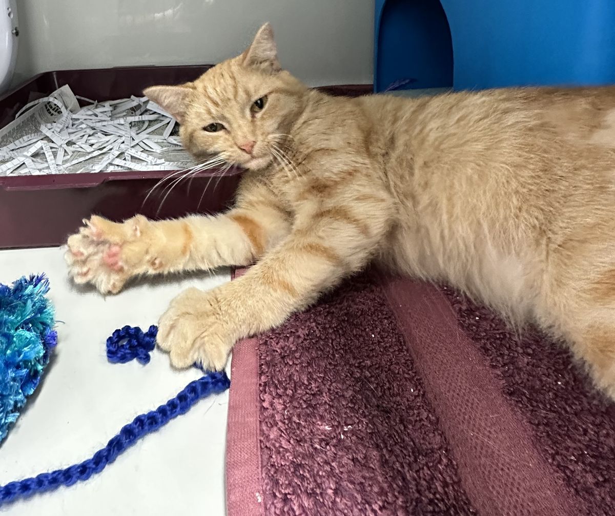 Gallery image: Mr Krabs