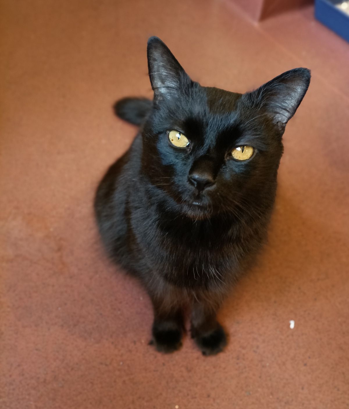 Gallery image: Frodo