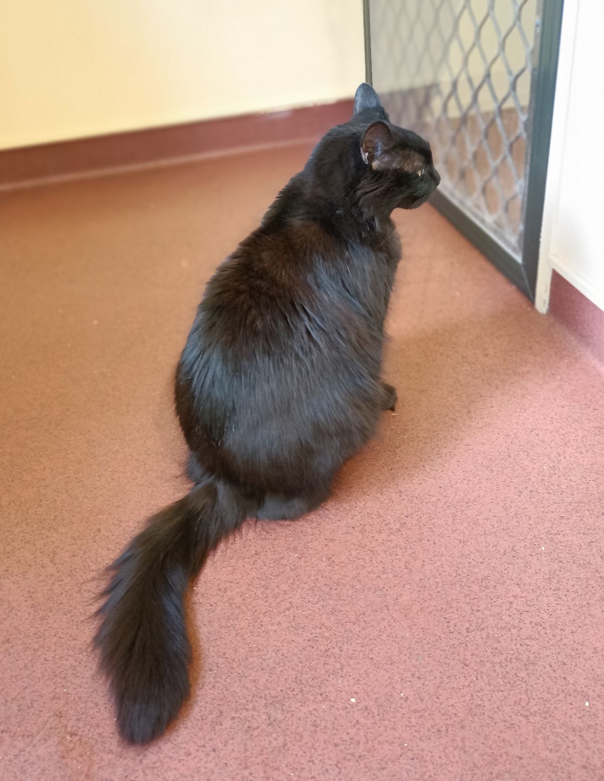 Gallery image: Frodo