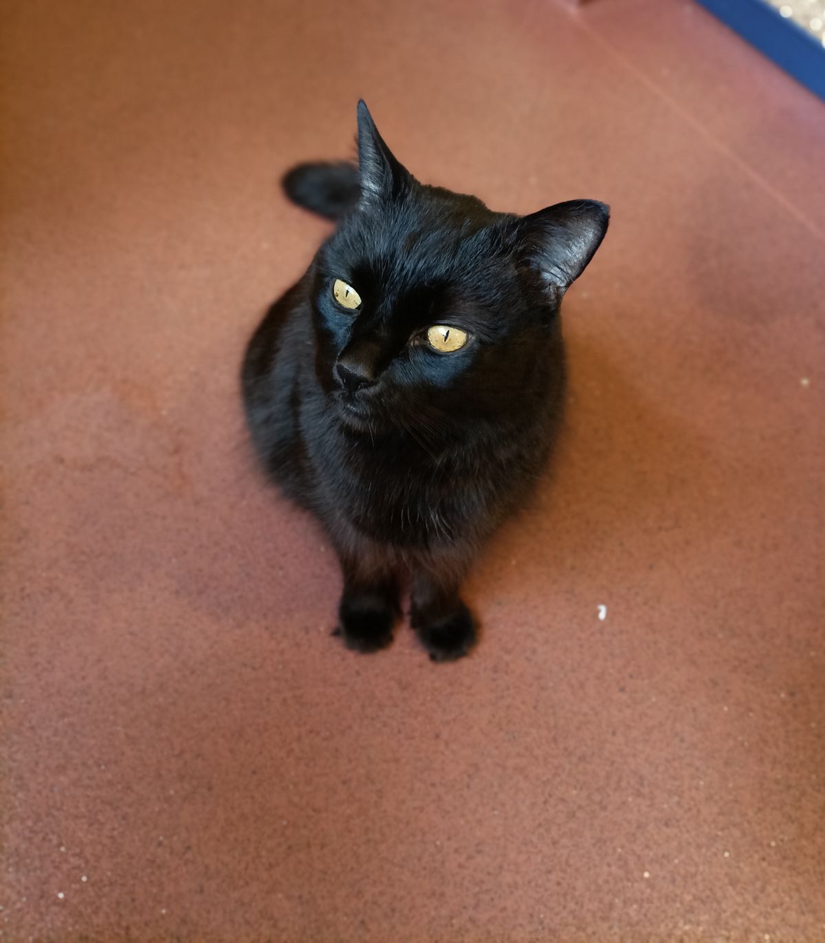 Gallery image: Frodo