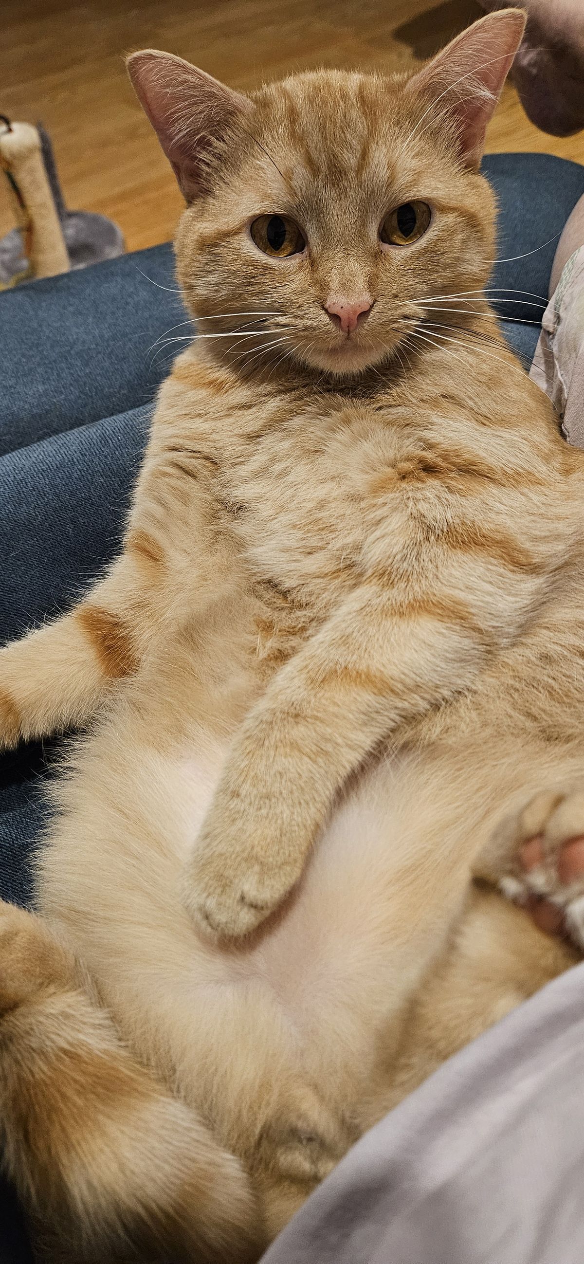 Gallery image: Mr Krabs