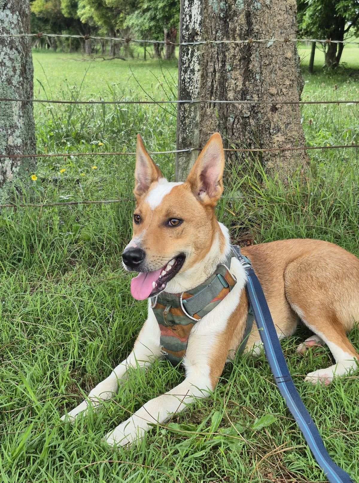 Gallery image: Fudge