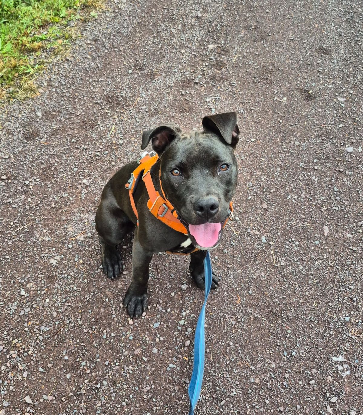 Gallery image: Licorice