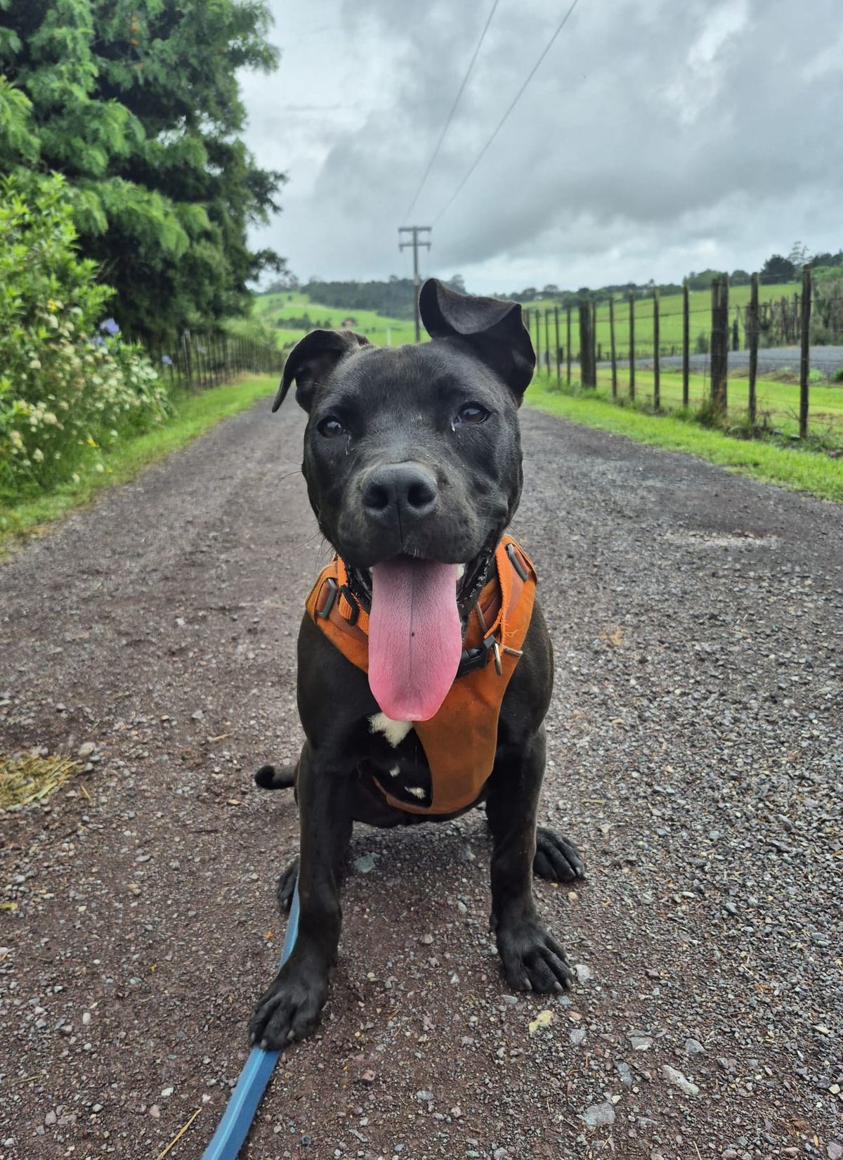 Gallery image: Licorice