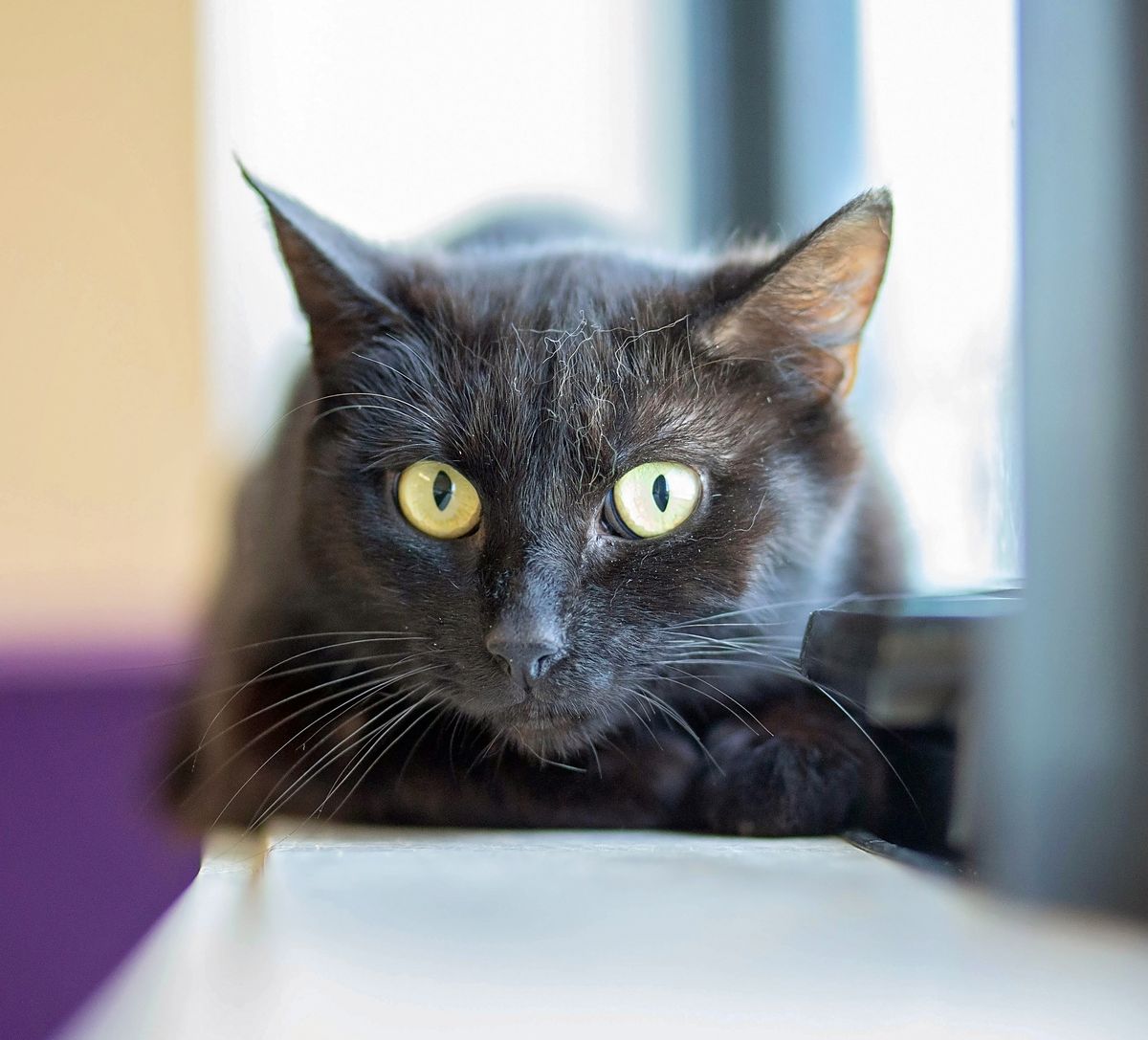 Gallery image: Shadow