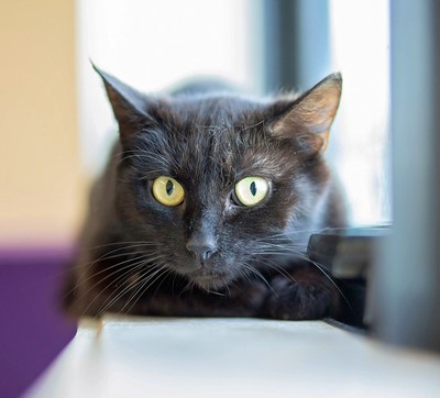 Shadow - Domestic Short Hair