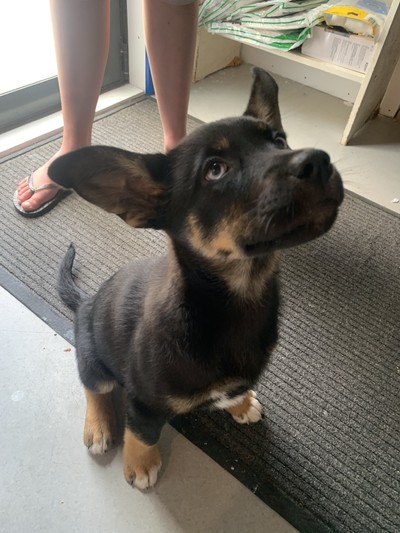 Juniper - Siberian Husky