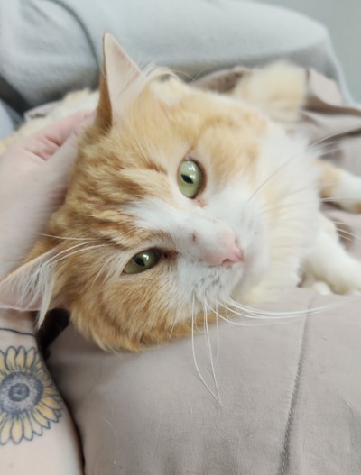 Pineapple - Domestic Medium Hair