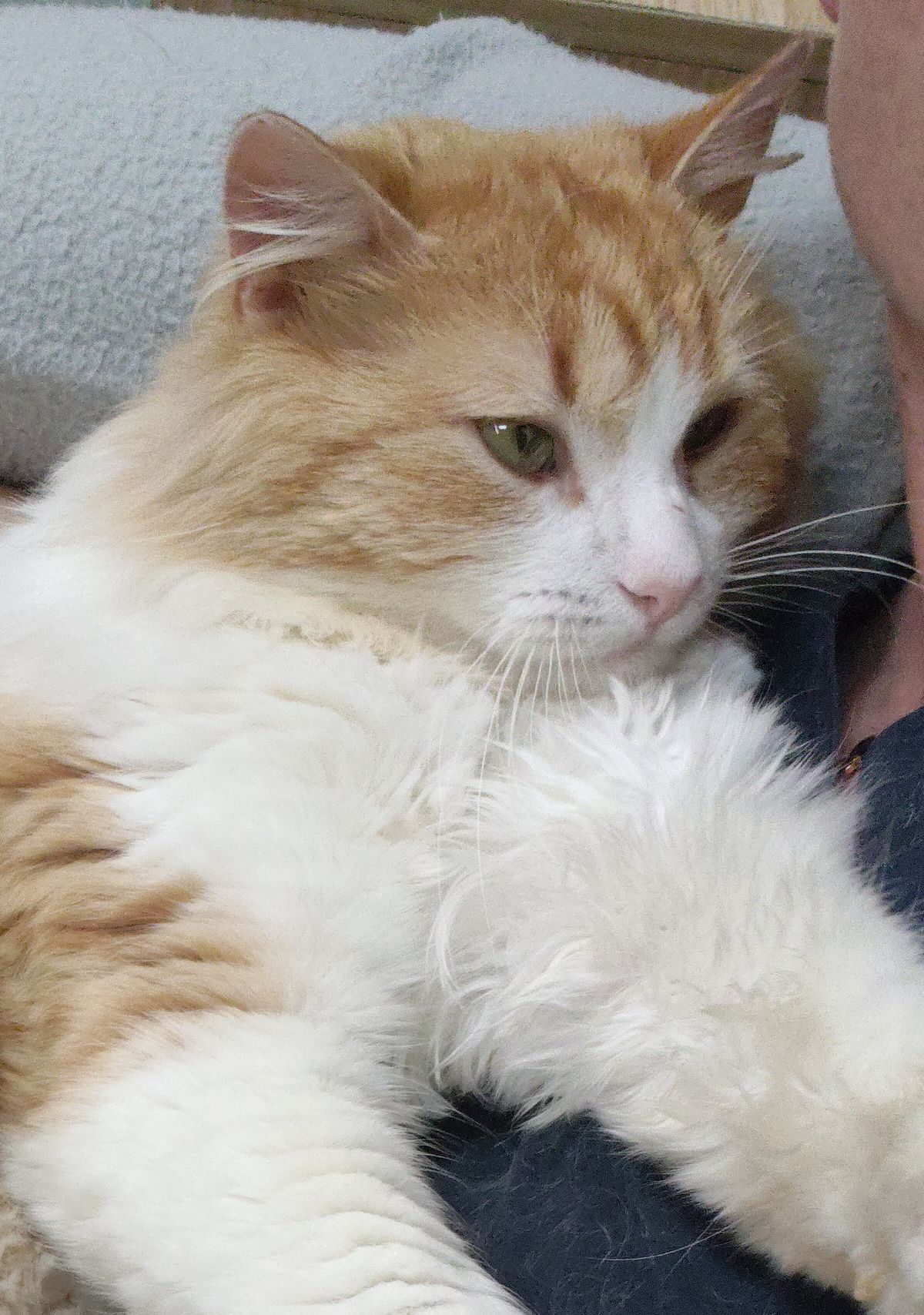 Gallery image: Pineapple