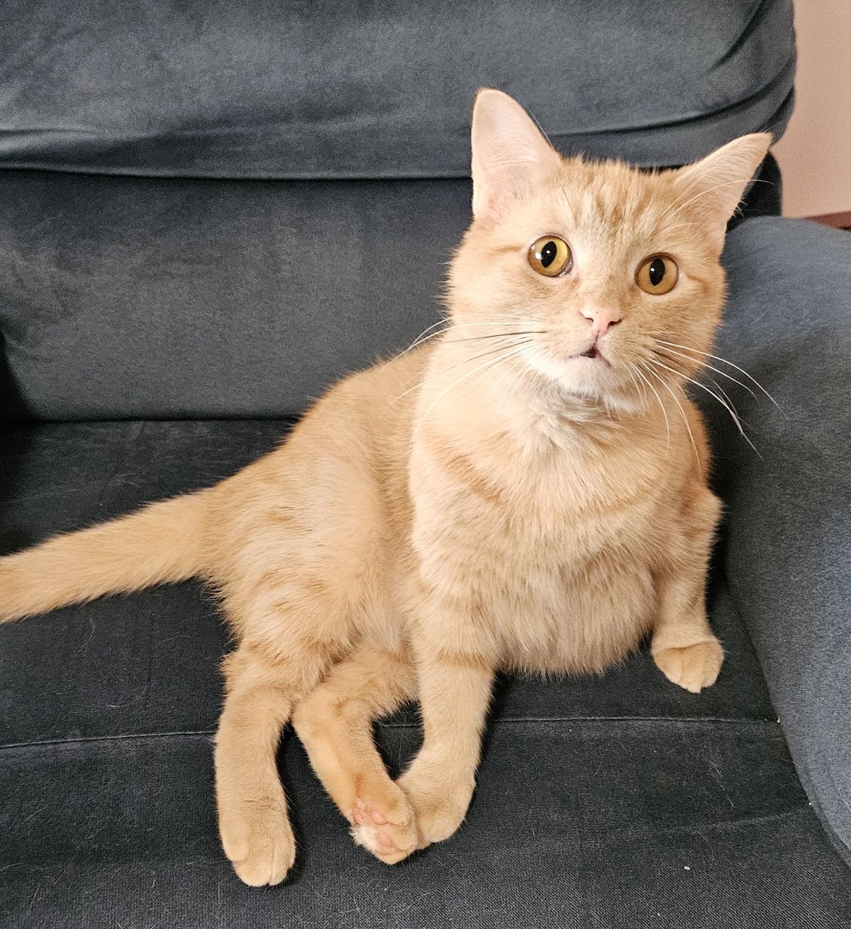 Gallery image: Mr Krabs