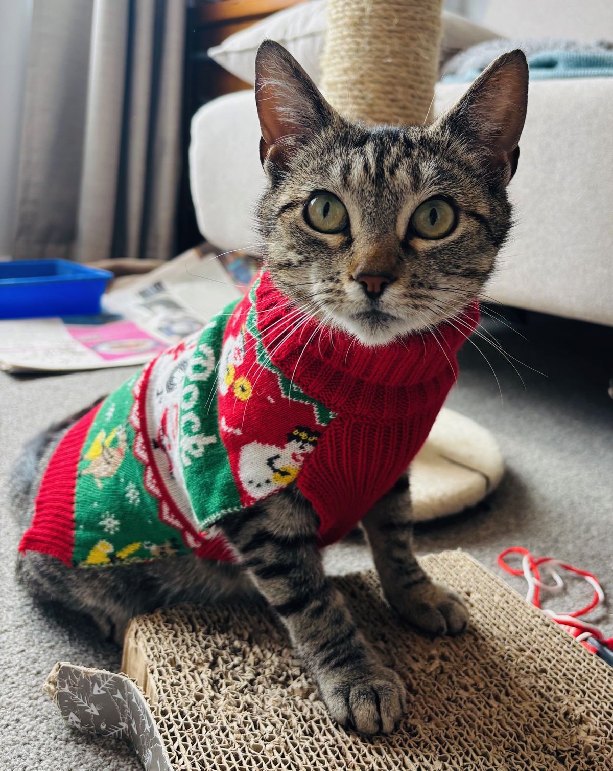 Gallery image: Nyala