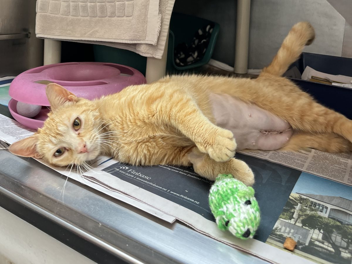 Gallery image: Penelope