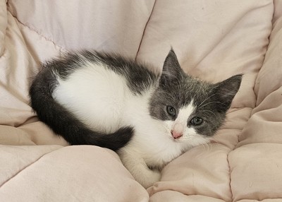 Jackson - Domestic Short Hair