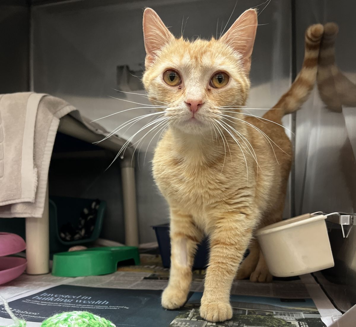 Gallery image: Penelope