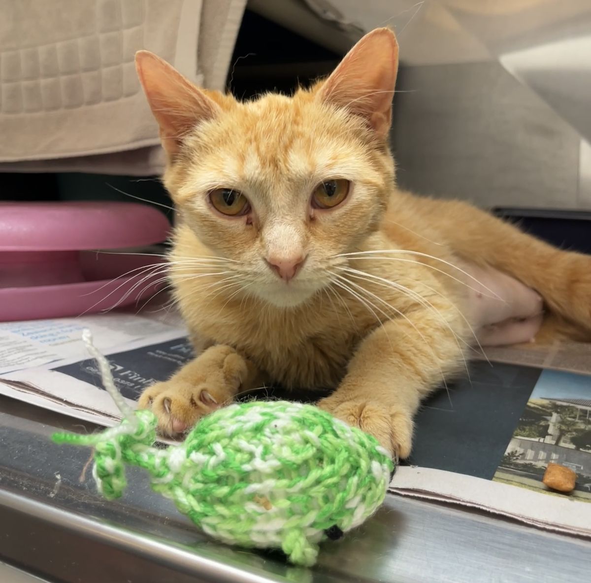 Gallery image: Penelope