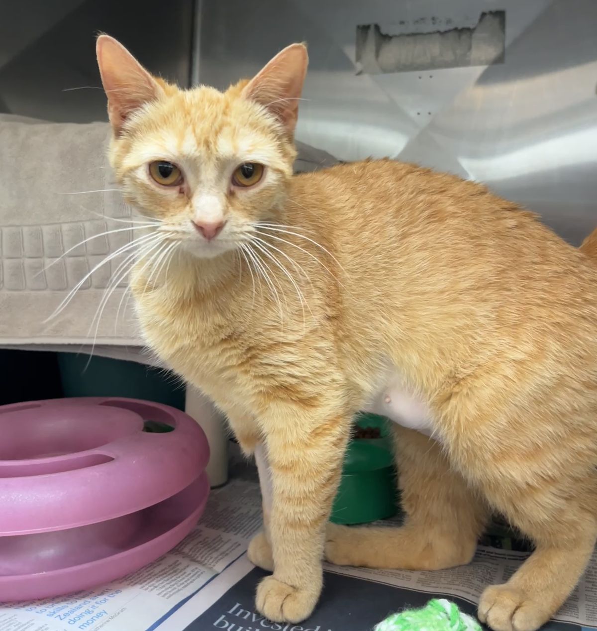 Gallery image: Penelope