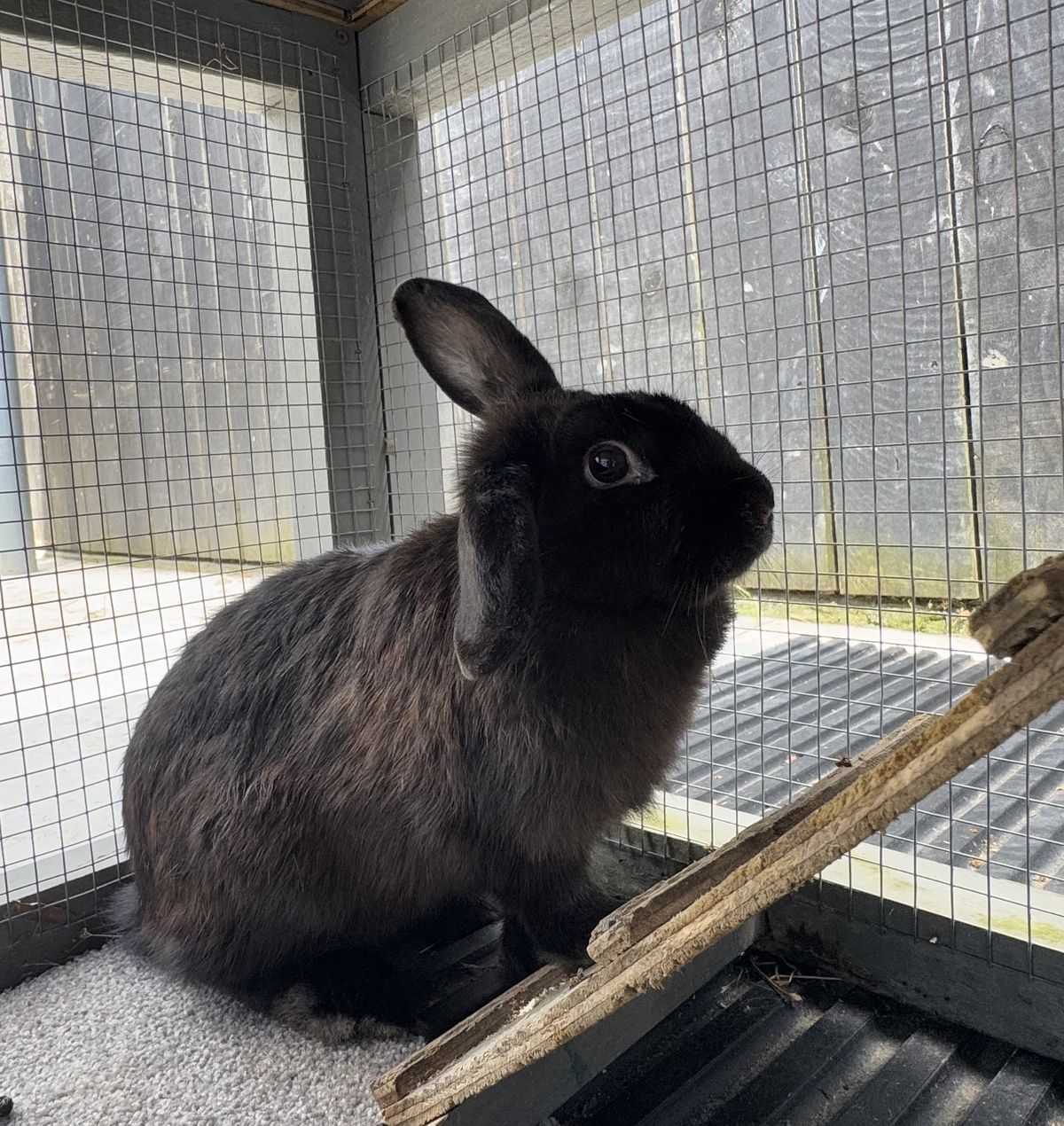 Gallery image: Berry 