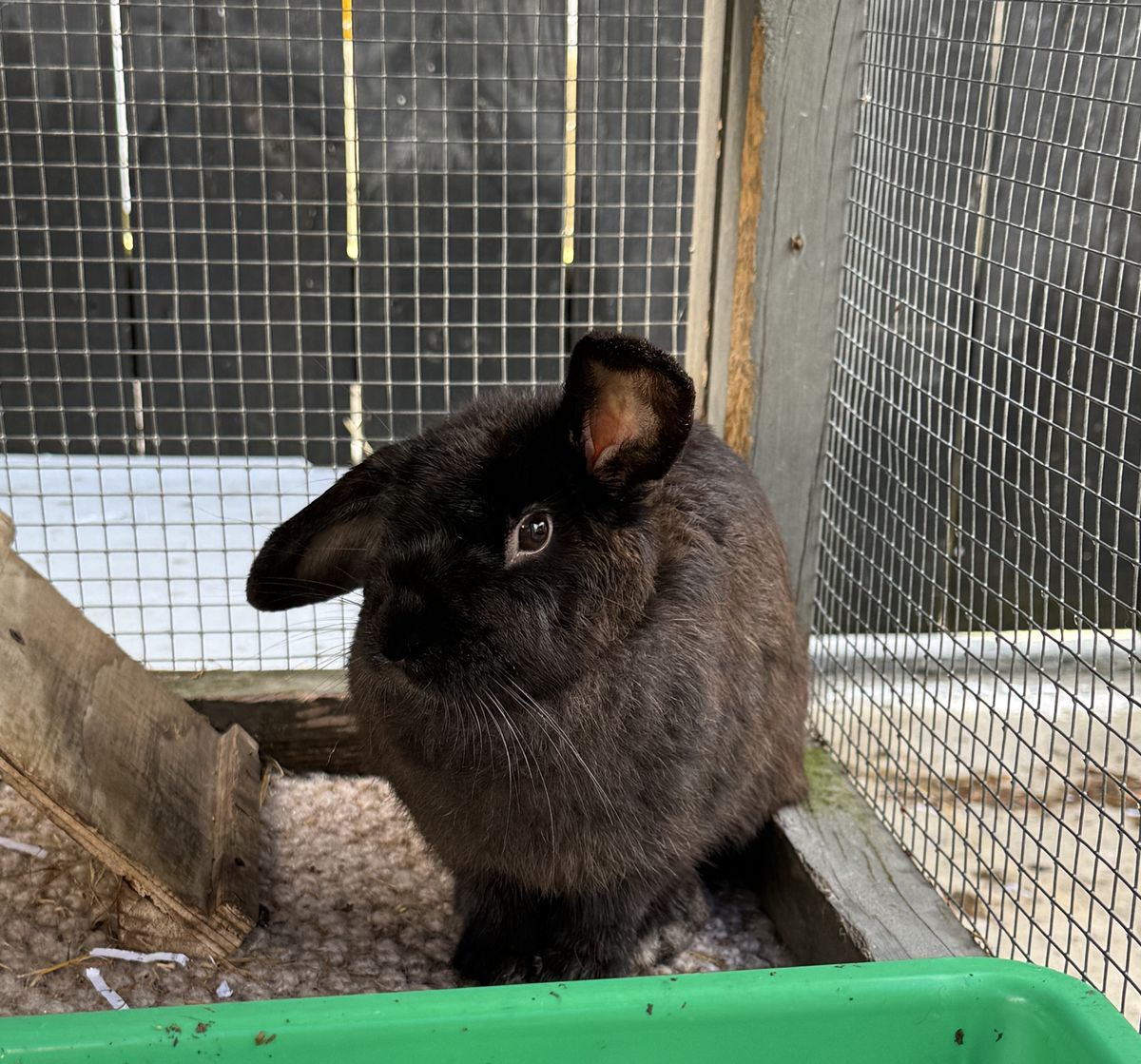 Gallery image: Berry 