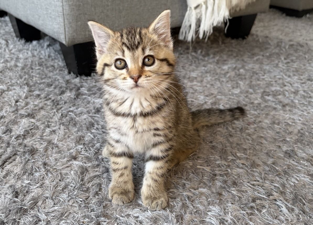 Gallery image: Beans