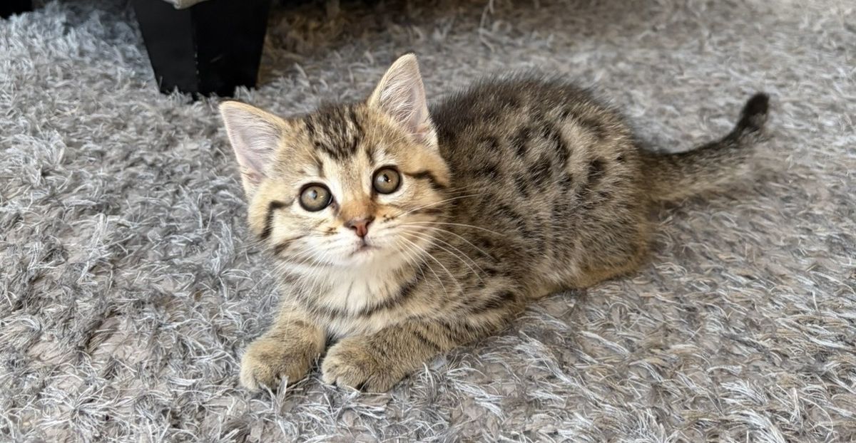 Gallery image: Beans