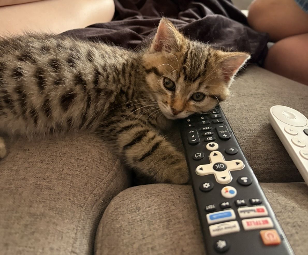 Gallery image: Beans