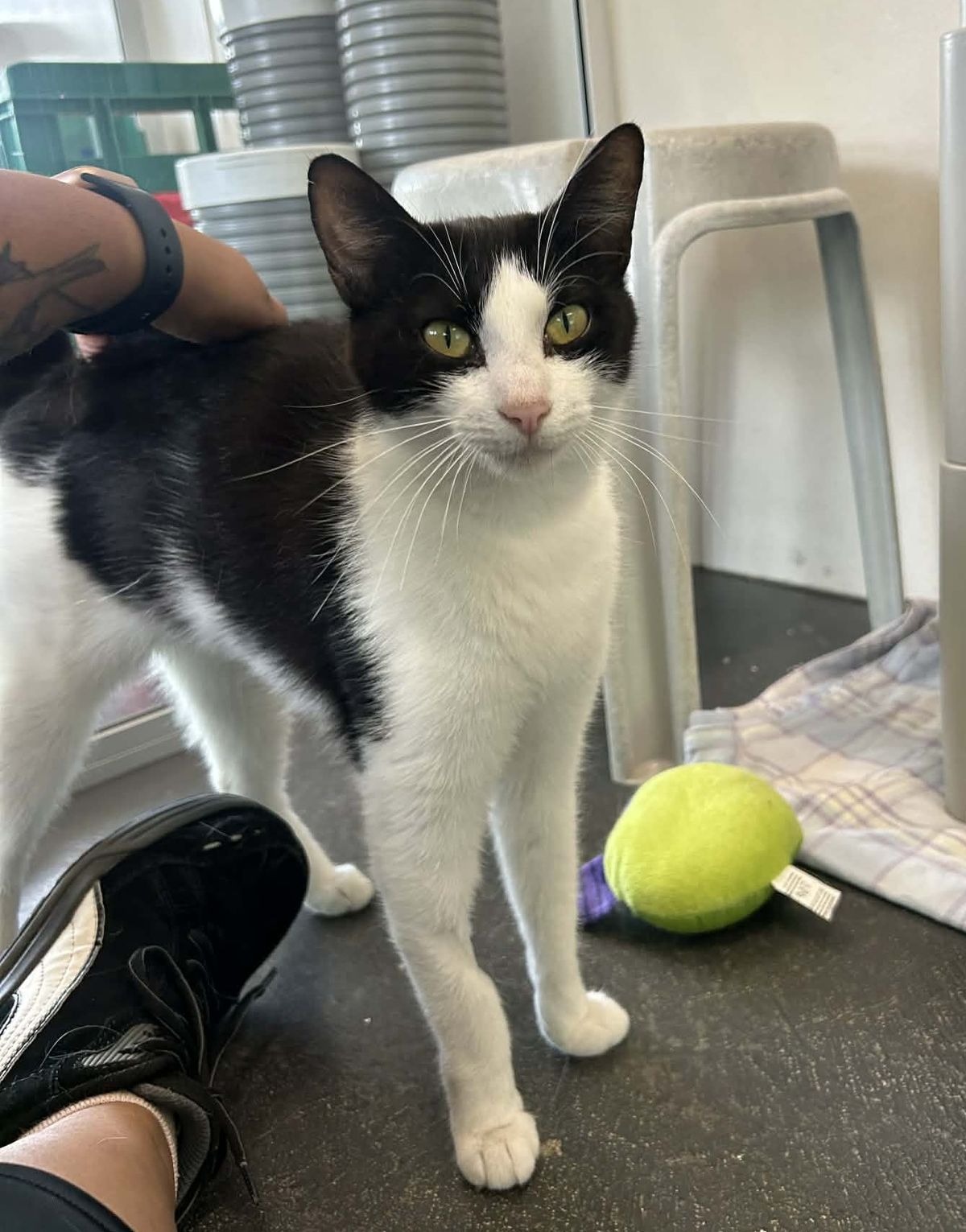 Gallery image: Sylvia