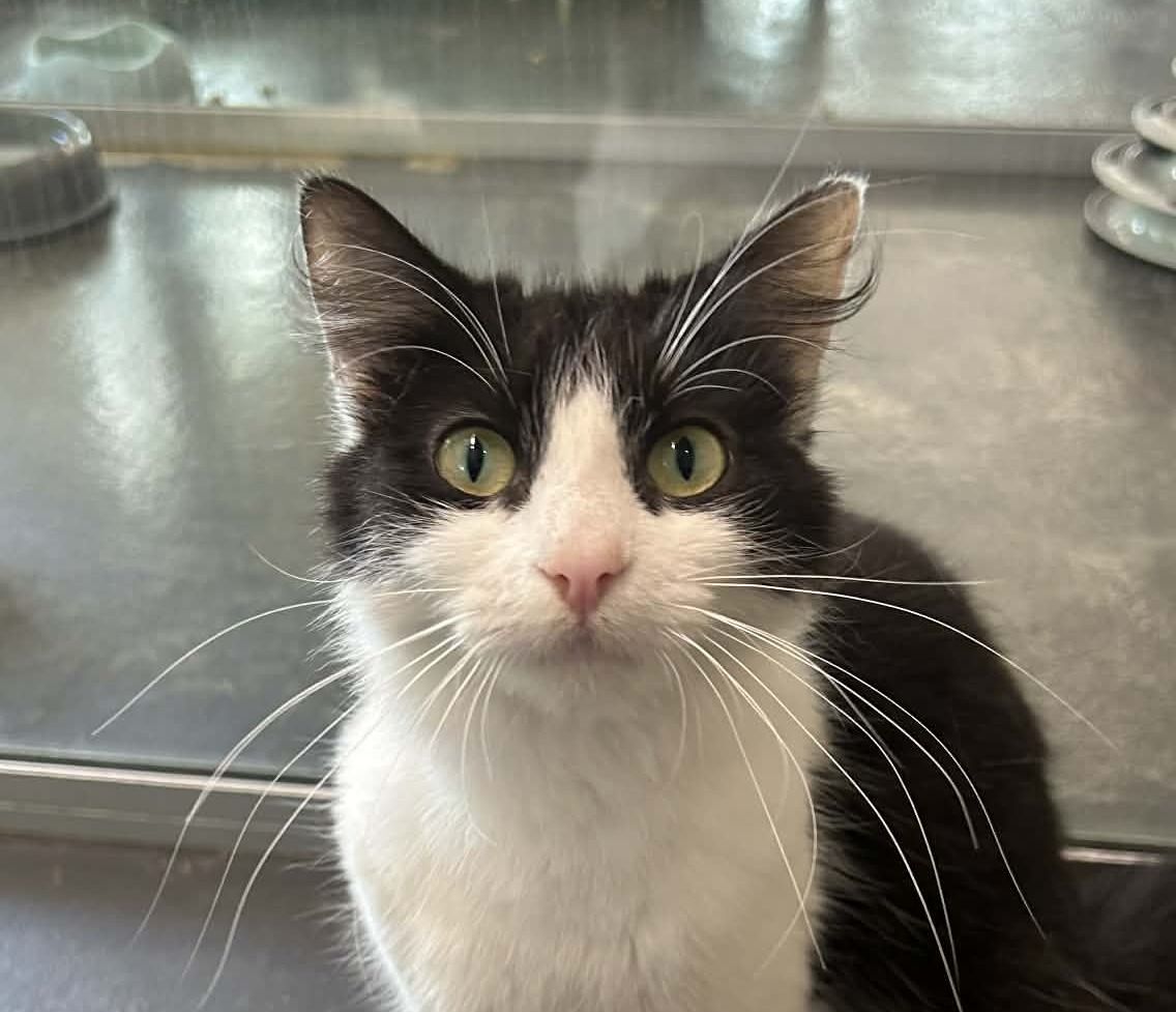 Gallery image: Gracie