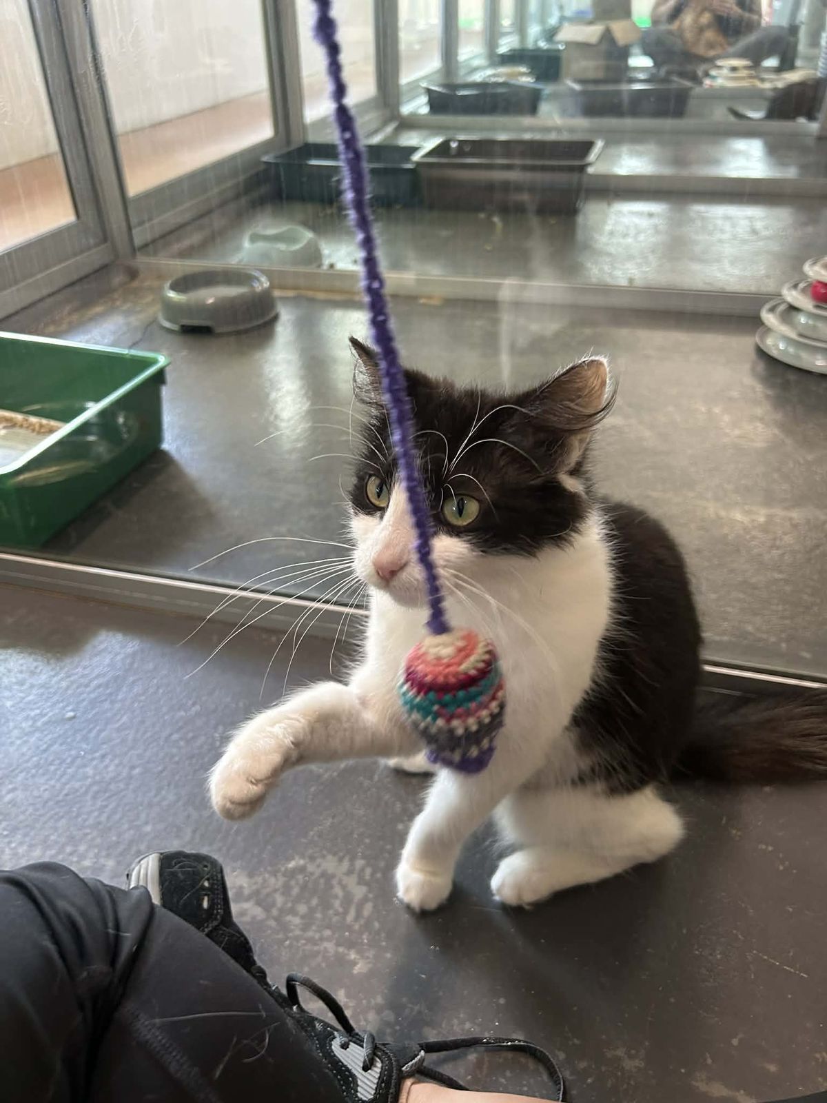 Gallery image: Gracie