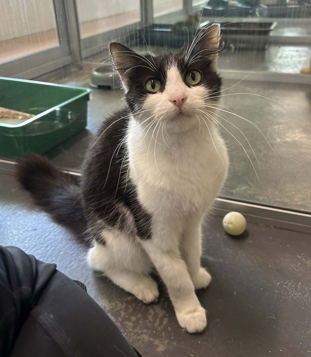 Gallery image: Gracie