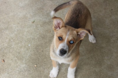 Jessie - Siberian Husky