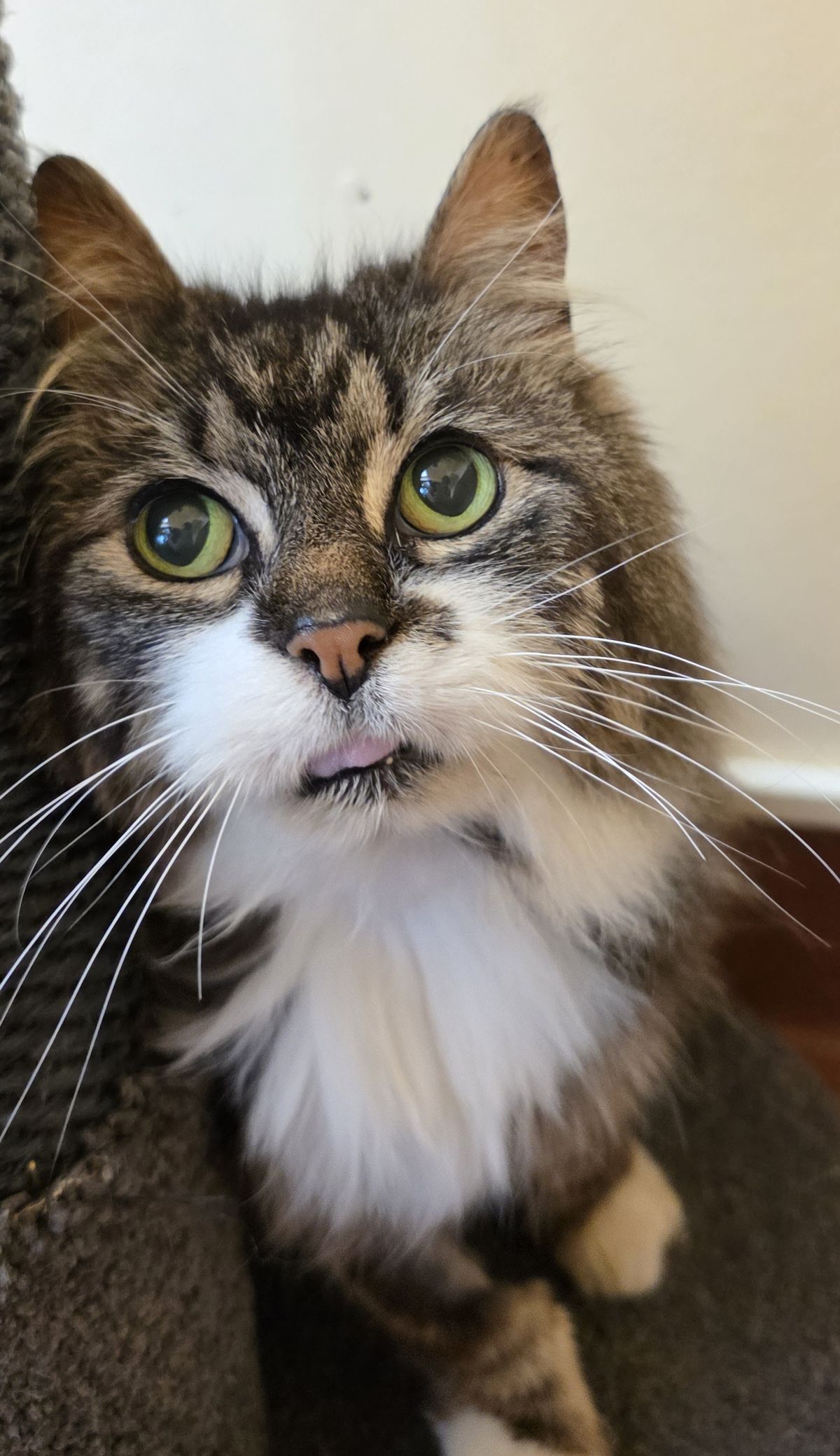 Gallery image: Mauser