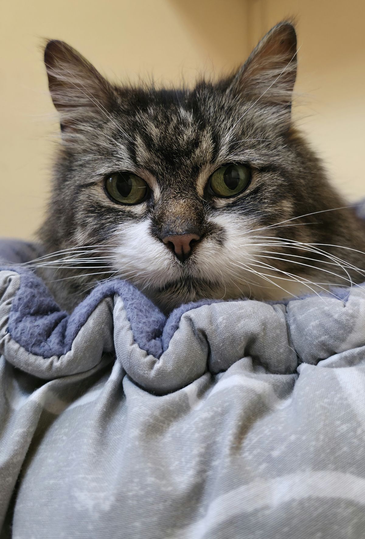 Gallery image: Mauser