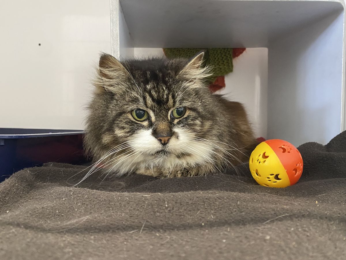 Gallery image: Mauser